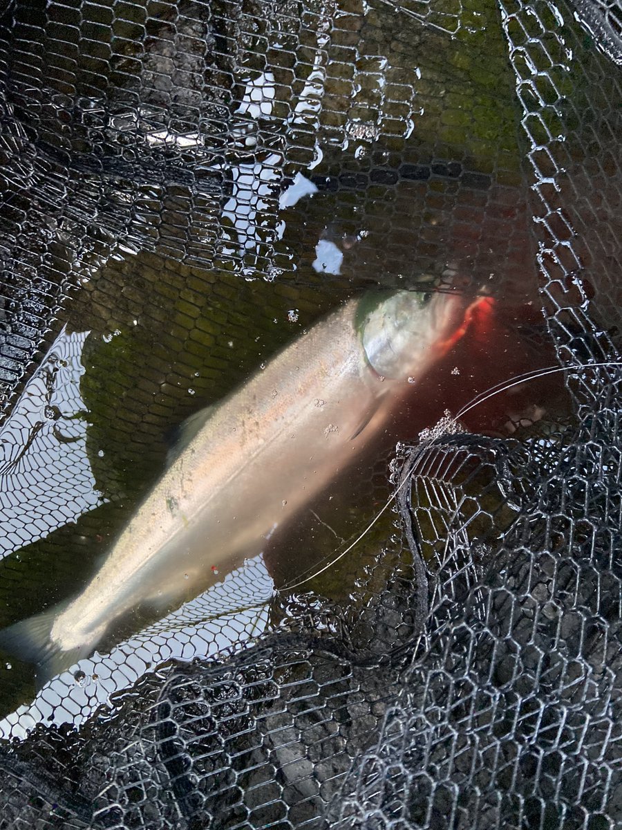 ayumu_2152's tweet image. 今年はついてるかも🌸
2キャッチ
#AIRITY 
#タッチアンドトライキャンペーン 
#岡ジグ 
#AIMS
#arrowhead