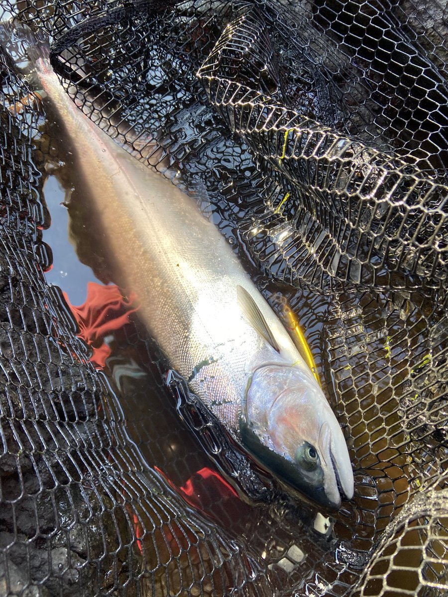 ayumu_2152's tweet image. 今年はついてるかも🌸
2キャッチ
#AIRITY 
#タッチアンドトライキャンペーン 
#岡ジグ 
#AIMS
#arrowhead