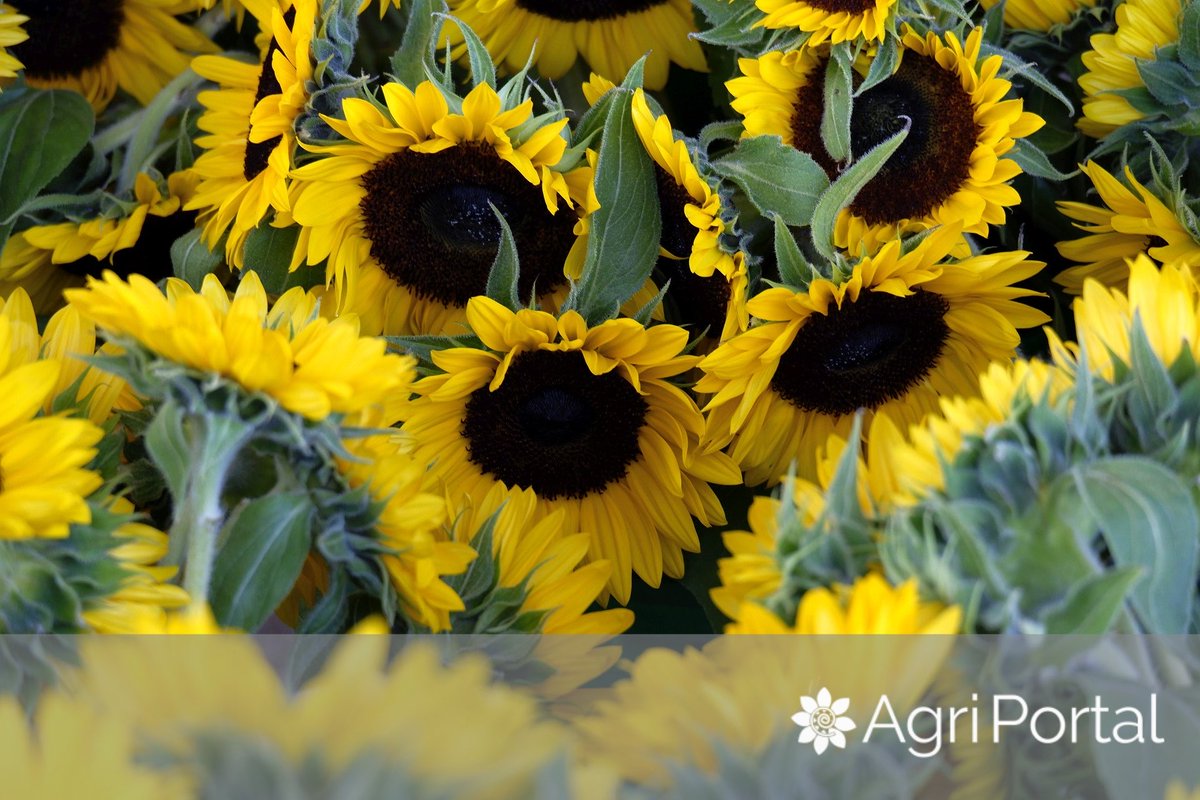 AgriPortalRo's tweet photo. In🇷🇴 #farmers in the S regions started planting 🌻.
Experts say the start of the 🌻 #sowing campaign is ✅timely+ the soil condition for sowing is optimal.
#Sunflower acreage in #Ukraine, #Turkey, #Bulgaria, #Romania &amp; #Russia could⏬️ by average of 4% y/y ▶️17.5mln ha 
#grain23 https://t.co/8cefL4EEUr