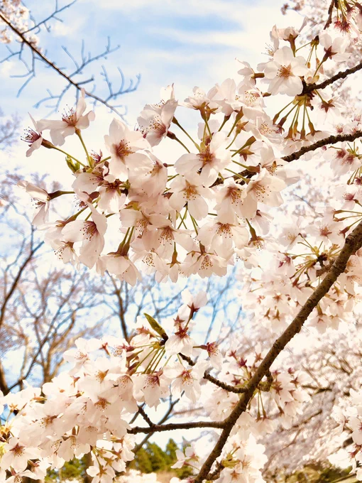 めちゃめちゃ綺麗満開だぁ 