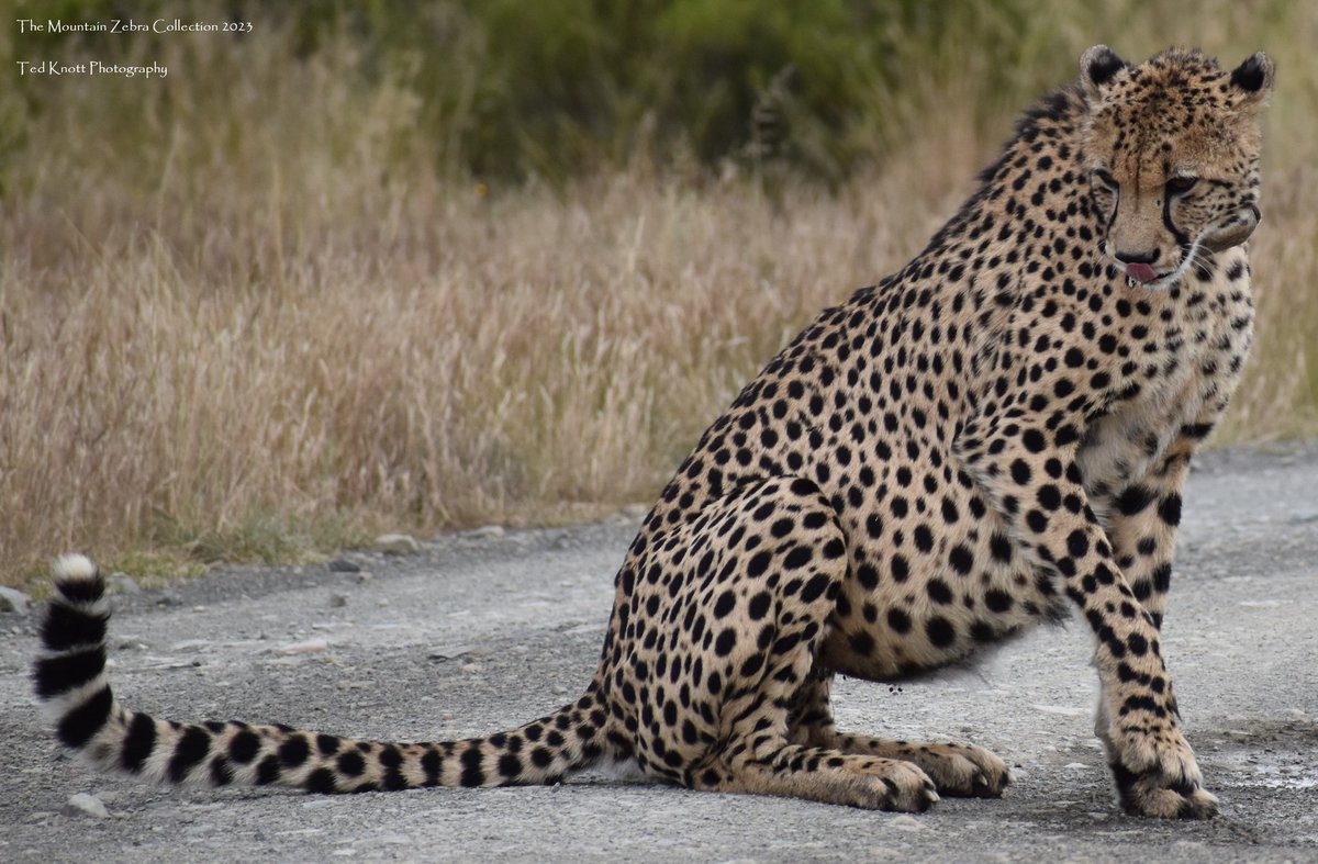 SANParksMZNP's tweet photo. 📸Ted Knott says "Happened across this female drinking from a puddle of water in the road, where she drank for a very long time before disappearing into the long grass." #MountainZebraNationalPark #Cradock #LiveYourWild @SANParks https://t.co/cpht1gQXCl