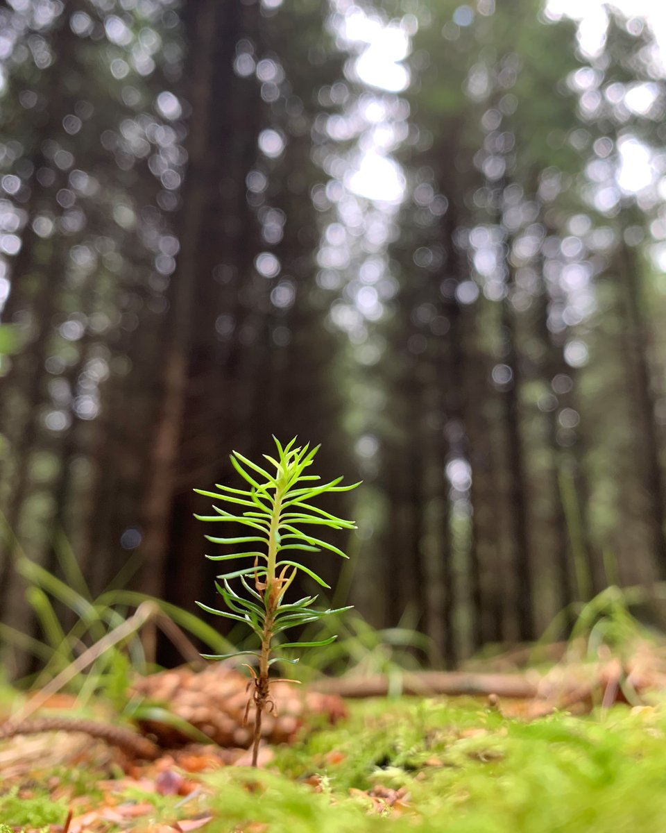 IanShort_Forest's tweet photo. An article by Grace Jones @continufor and myself outlining some of the work we and project partners have been doing on the #ContinuFOR #CCF project. We are currently looking for a suitable site to initiate a new research trial. Details in the article below๐ https://t.co/276zkHCNeZ