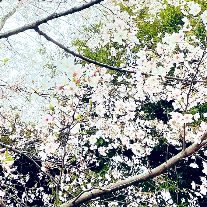 花粉症のお薬もらって帰り近くの公園、まだまだ桜きれいだね^^ 