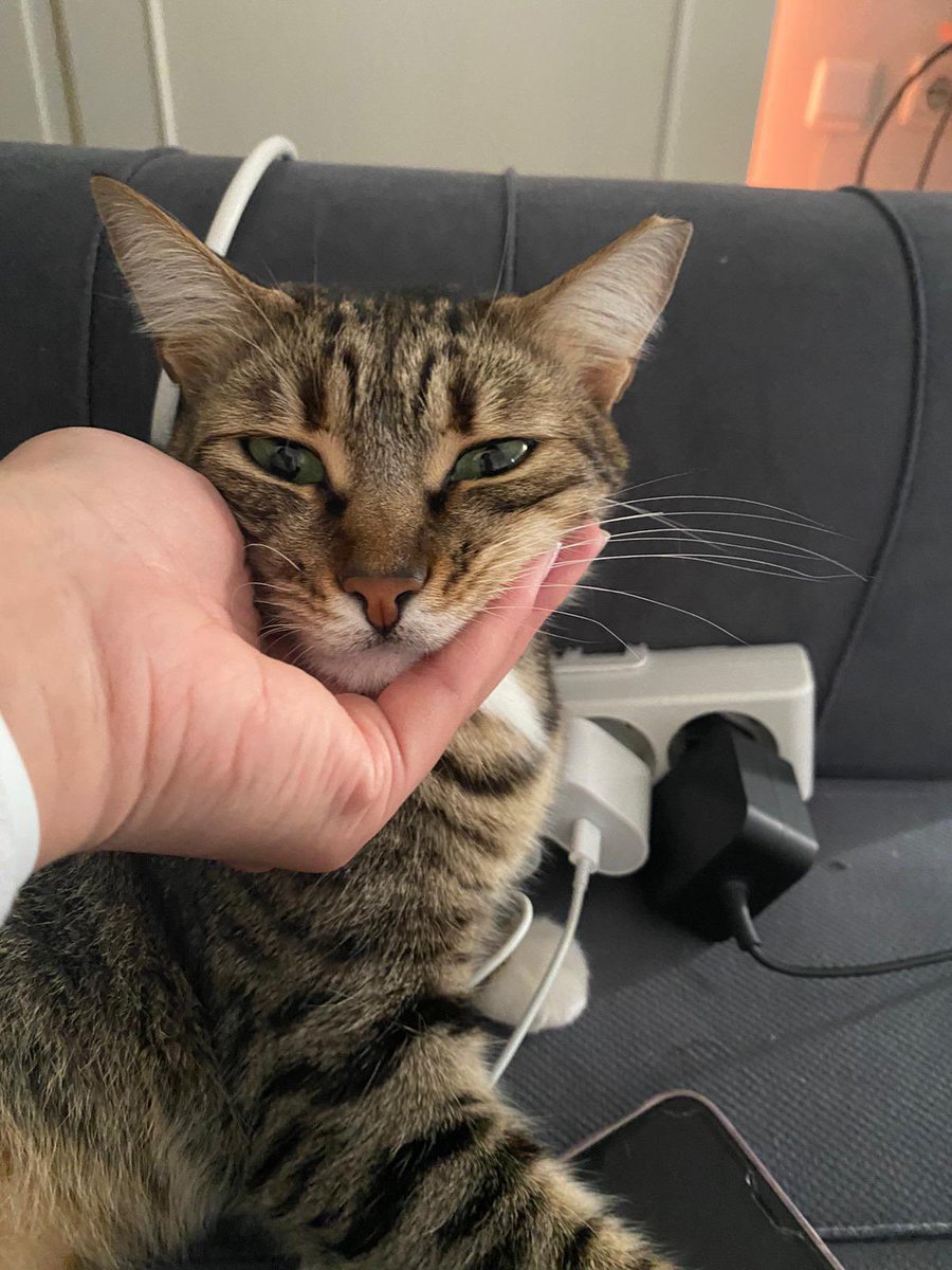 🐈🫶🏻