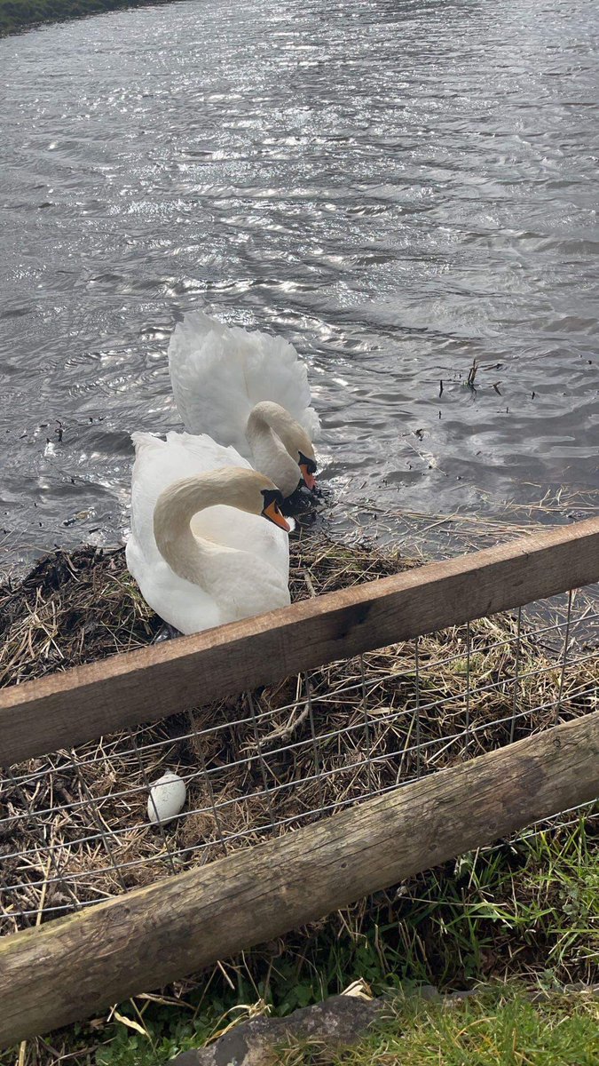 SwanwatchUk's tweet photo. #SWANWATCHUK #SWANSNEST #SWANSNESTING #CYNETS 26/03/2023. FIRST PAIR STARTED NESTING ON 2/02/2021 at murdiston this is the earliest record ever . 37 new locations logged so far this year . 104 mute swan pairs #nesting sightings
#swansnesting #swannest https://t.co/JKgnIQP47x