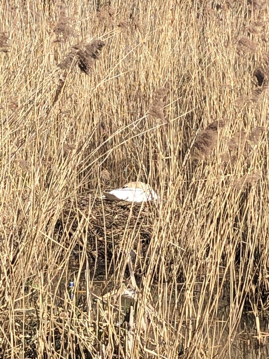 SwanwatchUk's tweet photo. #SWANWATCHUK #SWANSNEST #SWANSNESTING #CYNETS 26/03/2023. FIRST PAIR STARTED NESTING ON 2/02/2021 at murdiston this is the earliest record ever . 37 new locations logged so far this year . 104 mute swan pairs #nesting sightings
#swansnesting #swannest https://t.co/JKgnIQP47x