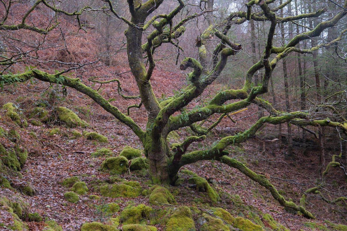 Medusa - spellbound by this beautiful moss covered tree which I shot last week in Wales 🌿
#fsprintmondays #WexMondays #sharemondays2023 #appixoftheweek