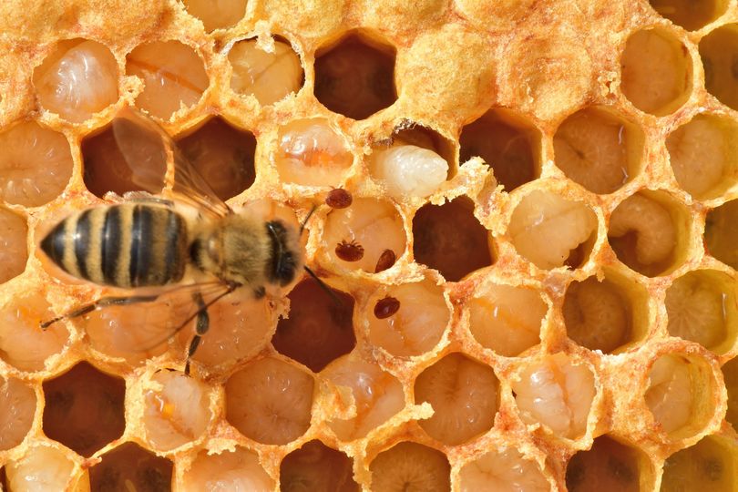 _savethequeen's tweet photo. 😲 #FUNFACT  🐝 Le #api hanno inventato le mummie 👉 Quando una di loro muore, all’interno dell’#alveare la ricoprono con propoli che preserva il corpo trasformandolo in una sorta di mummia 🍯
Per saperne di più ↪ https://t.co/D8s28gQwyB https://t.co/V7ew0WVOOl
