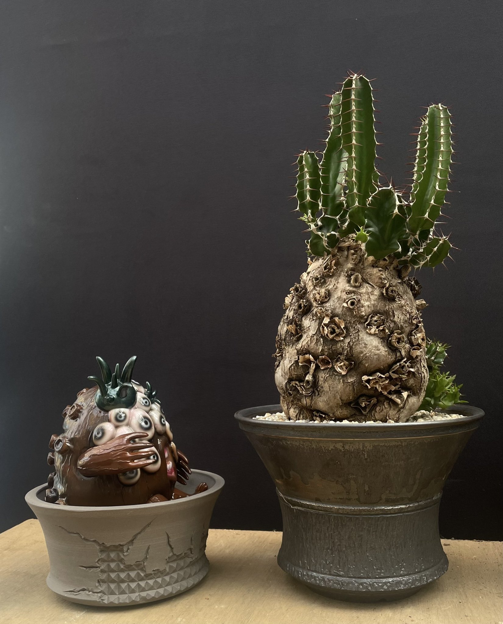 PlantsMake (@Plants_Make29) / X PlantsMake (@Plants_Make29) / X