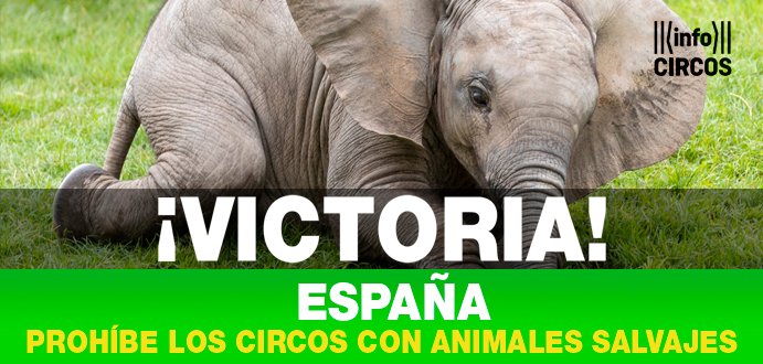¡Por fin! Después de tantos años luchando, ¡España prohíbe los circos con animales salvajes! Celebramos esta gran noticia que nos trajo el 16 de marzo, la aprobación en el Congreso de la Ley de Protección de los Derechos y el Bienestar de los Animales.  circos.org/espana-prohibe…