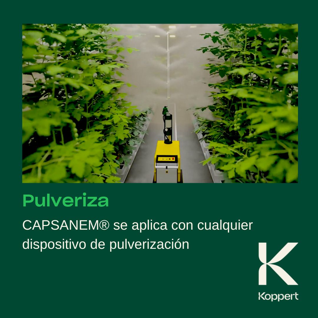 KOPPERT_ES's tweet photo. 😱¿No puedes acabar con la #Tuta?🐛
🪂¡¡El ataque aéreo de #nematodos la deja seca!!💣💥☠️
✅Utiliza #Capsanem su estrategia es ¡¡𝗶𝗻𝗳𝗮𝗹𝗶𝗯𝗹𝗲!!
Más info en: https://t.co/fUwsPV96ye
#koppert #biocontrol https://t.co/mW8A3DKK1V