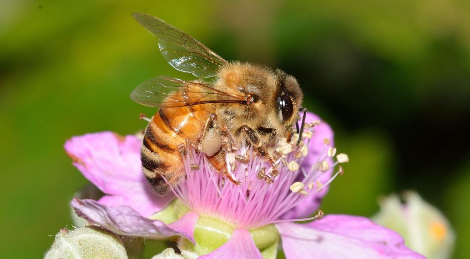 _savethequeen's tweet photo. 🍯 In #Europa, la produzione di circa l’80% delle piante coltivate dipende dagli insetti impollinatori  🐝Il loro contributo a livello di produzione mondiale si aggira tra 2⃣3⃣5⃣ e 5⃣7⃣7⃣ miliardi di dollari l’anno 😳
Salva le #api con noi, scopri come ↪ https://t.co/D8s28gQwyB https://t.co/U8Kdj62W97