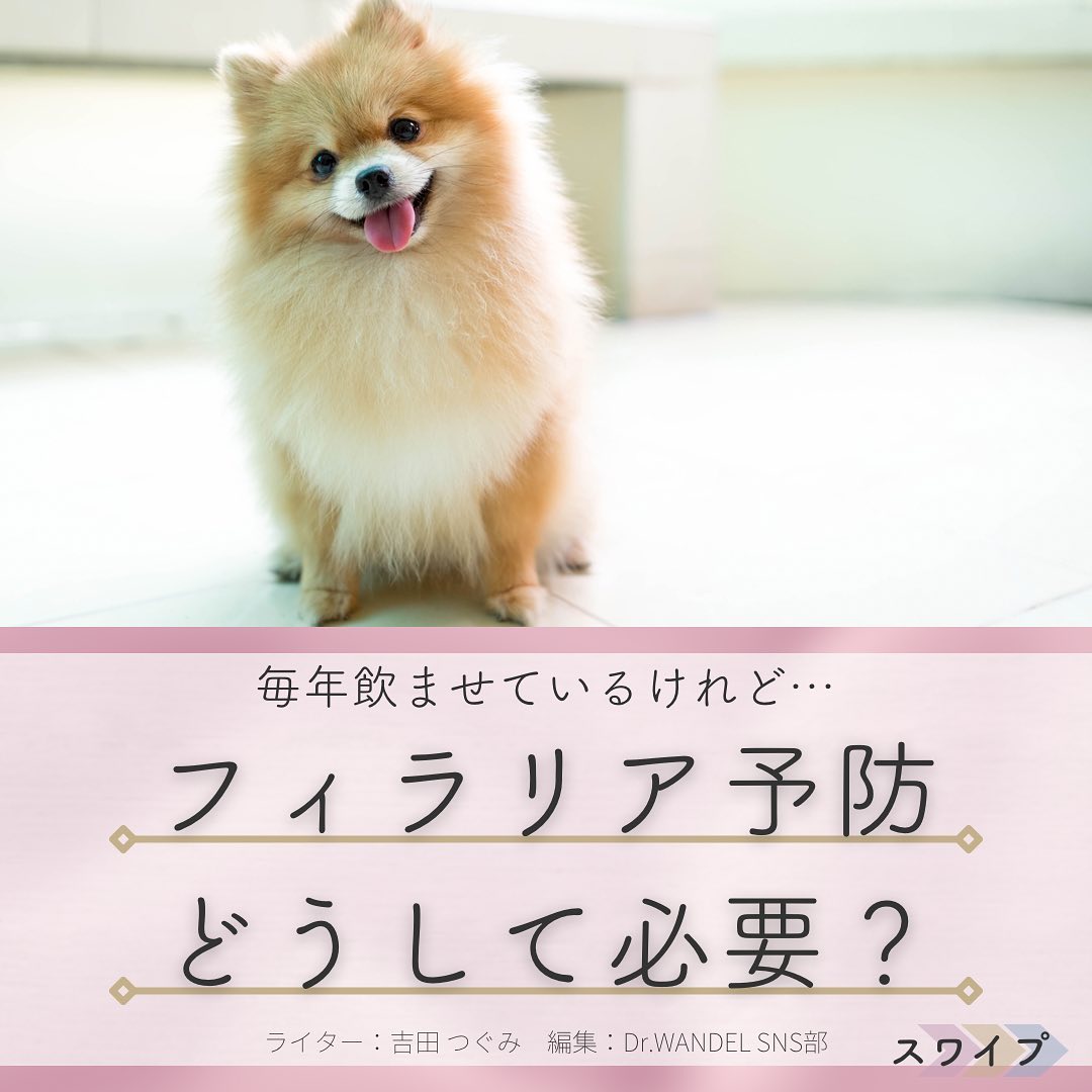 WANDEL_official's tweet photo. 土日は寒かった🥶っすけど今週は暖かいみたいっす🌸温度差の風邪には気をつけていきましょうっす～🤧

暖かくなってくるとワンさん🐶はフィラリア予防薬💊の時期っすね📅
というわけで今日はフィラリア病のお勉強っす📝
獣医さん👩‍⚕️の指導に従って予防していきましょう✨
#犬好きさんと繋がりたい https://t.co/N1DA5FeS82