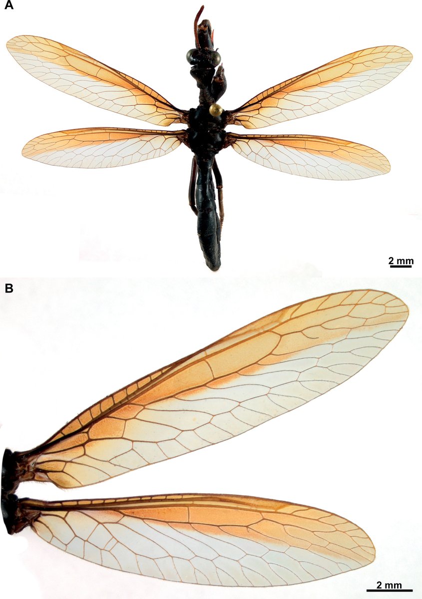 ZooKeys_Journal's tweet image. This study updates the knowledge on the diversity of the #mantidfly genus Climaciella in French Guiana🇬🇫, describing two #NewSpecies and presenting a key to species.

📜Read more: doi.org/10.3897/zookey…

#Neuroptera

@UNAM_MX
