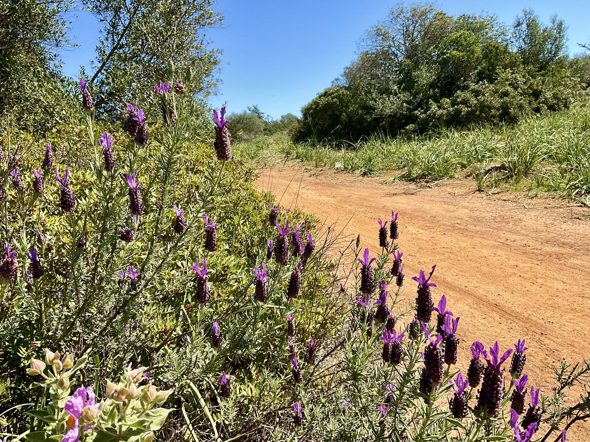 TheMackWalks's tweet photo. Yesterday, inland Tavira💙 #walking #hiking #tavira #easternalgarve #algrave #portugal https://t.co/teSvM3EpLA