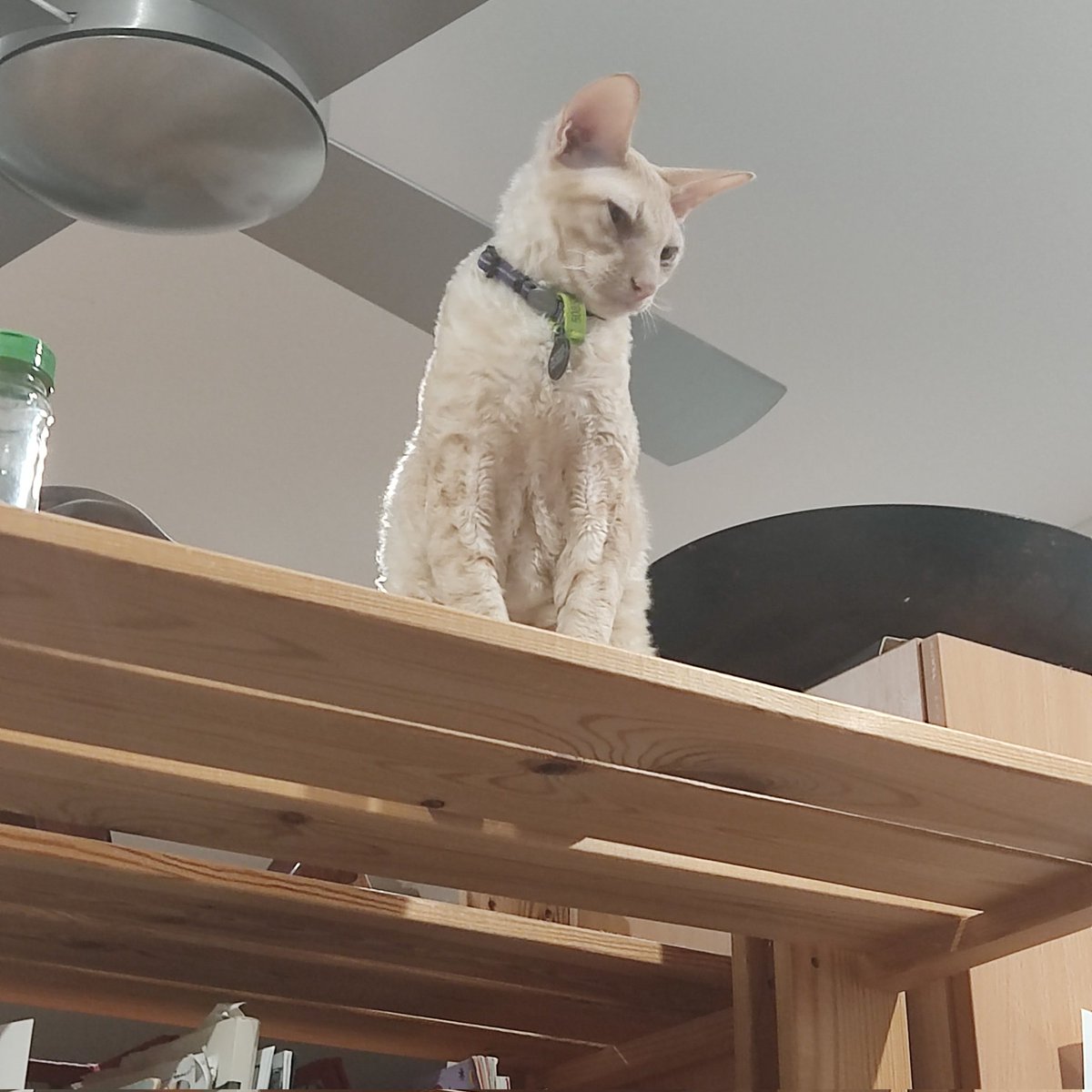 timeclova's tweet photo. HOW DID HE GET UP THERE https://t.co/FtyqIC2oxV