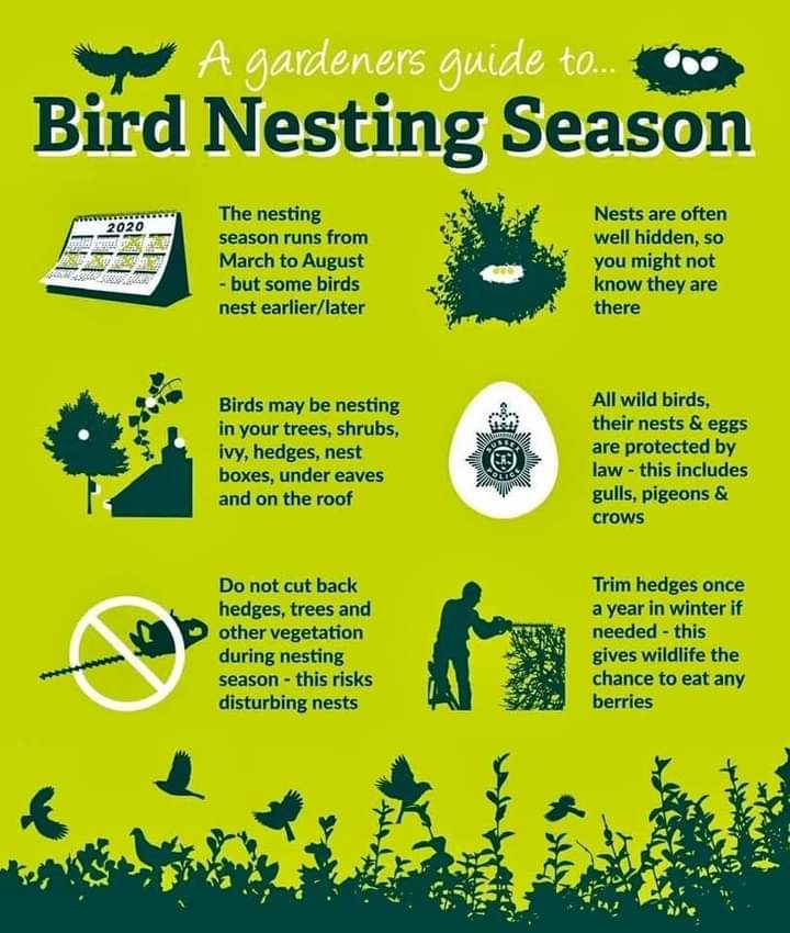 #nestingbirds #birds #birdsoftwitter 🪺🫶