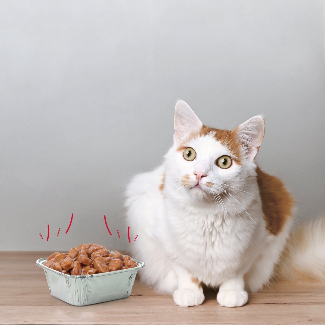 PiknikPratik's tweet image. Her mevsim minik dostlarımızın yanındayız. 
Kapınızın önüne bir kap su, mama veya o gün sofrada kalan yemeklerinizi Piknik Alüminyum Kase ile koyabilir, minik dostlarınızla paylaşabilirsiniz.

#Piknik #PratikÇözümlerSunar #KullanAt