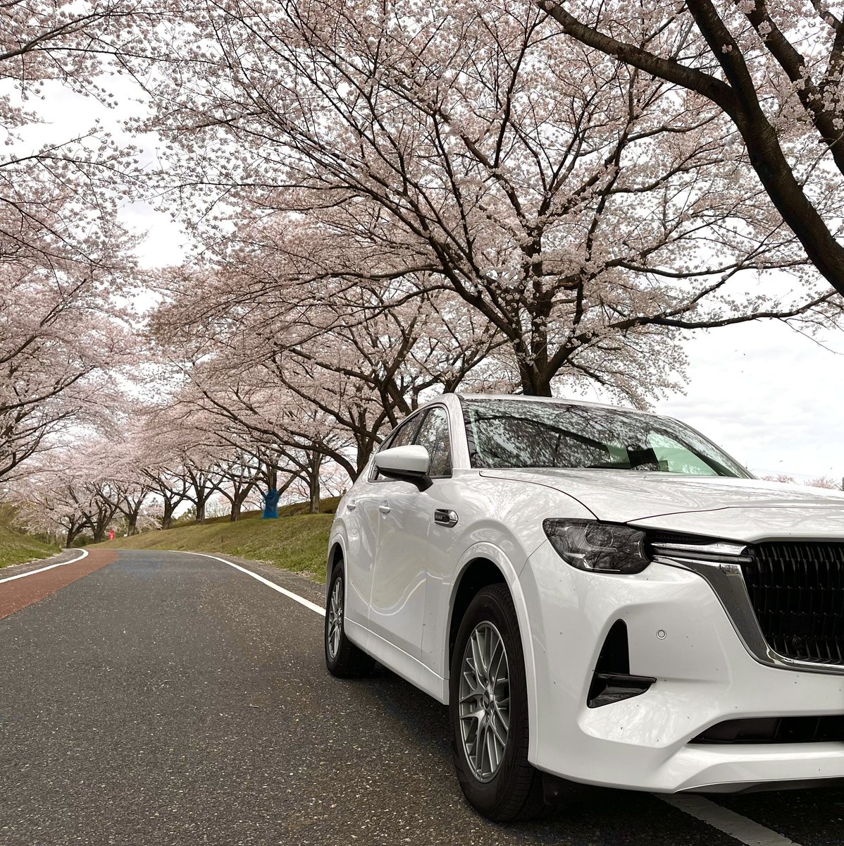 CX60_INLINE6's tweet photo. 日本に生まれてよかった、と思える季節ですよね😊
#withMazda #桜x愛車 #桜xCX60 https://t.co/1cSd77ONZ7