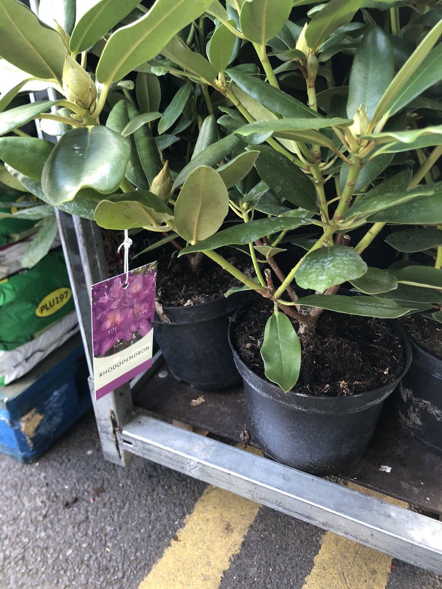 Elvira de Eyto tweet media