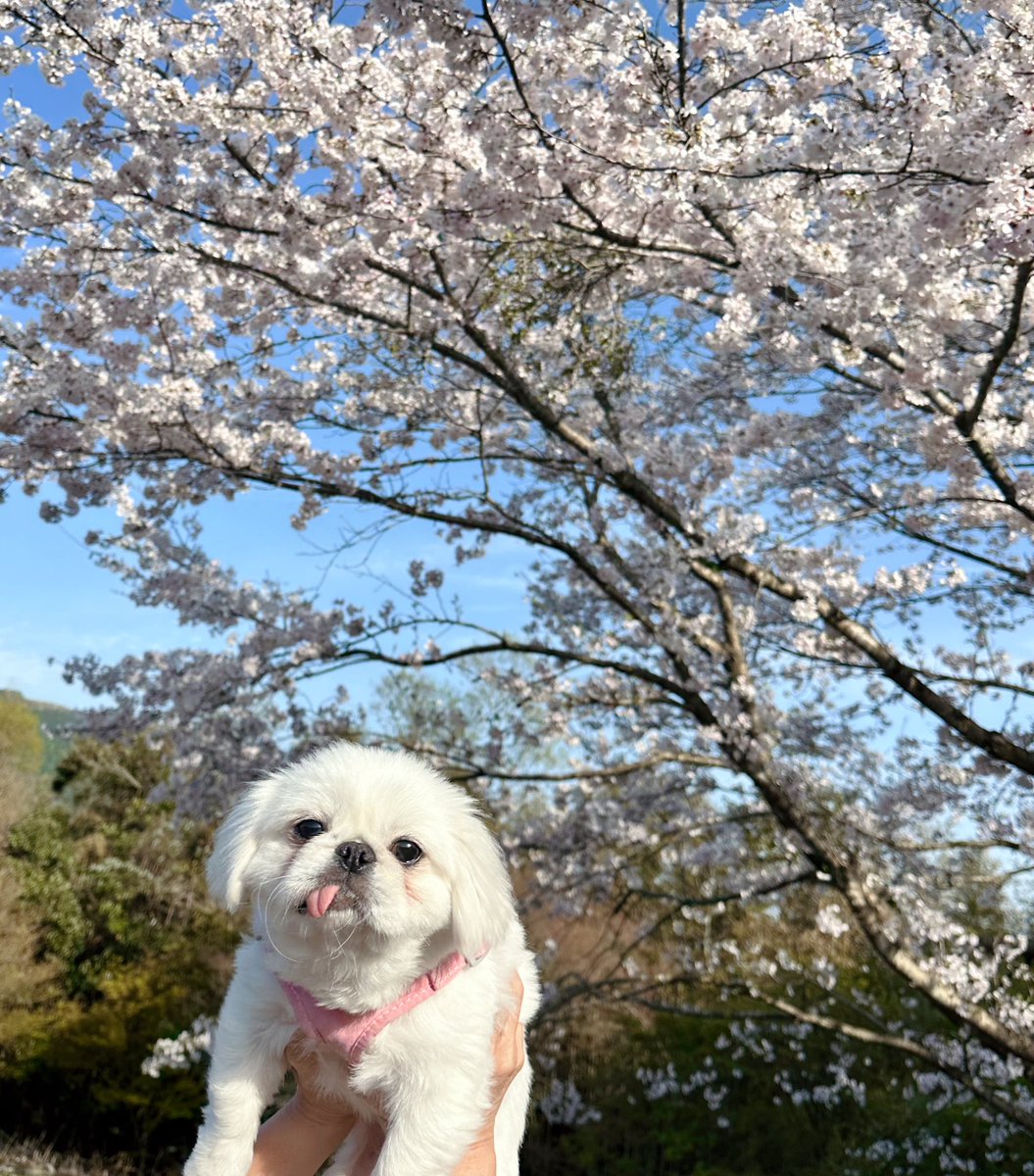 coppechipi's tweet photo. ちぴ介と桜見に行ったよ🫶💕
ちぴは人生初花見だねえ🌸🌸

#お花見　#桜　#鼻ぺちゃ 
#ちぴ  #可愛い #多頭飼い 
#MIX #犬 #犬のいる暮らし #ペキ　#いぬ #愛犬　#pet #ペット　#犬好きな人と繋がりたい 
#ペットのいる生活  #癒しわんこ #ペキニーズ　 #pekinese #ミックス犬 https://t.co/9BJiGyizaN