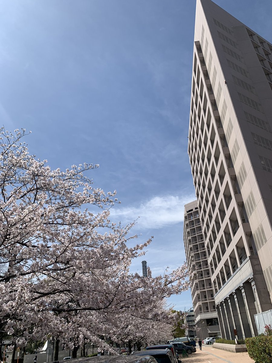 Cardio_Nagoya's tweet photo. 名大病院も桜の季節になりました。新たな門出を迎える先生方、新しく仲間になる先生方、今後のご活躍を祈念しております。同門っていい���ね！
#名大循環器　#同門会 #桜 #名大病院 https://t.co/vhrTHKrXqF