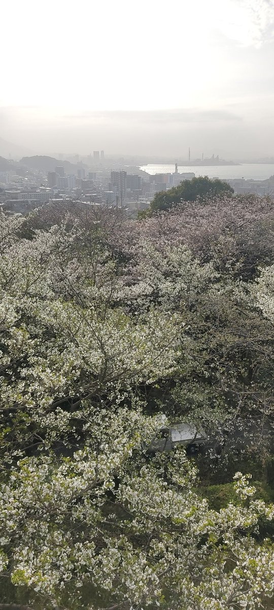 behappy_kaigo's tweet photo. 最近暖かかったので、今日の福岡は少しひんやりと感じました。
全国的に天気も良かったようで、🌸も見頃✨
今日もお疲れ様でした🙂 https://t.co/ZgLzSiKgnh