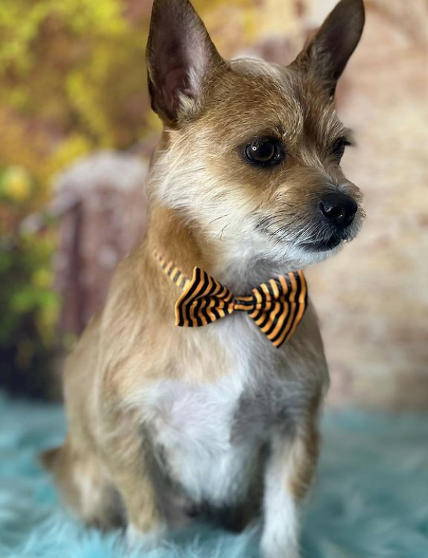 theroyaldogsnyc's tweet image. Look at this cutie pie 🥹❤️❤️❤️❤️🐾🙈
Come to the royal dogs, and your dog will be traded Royally
#nyc #dogsofinstagram #dogsofnewyork #grooming #uppereastside