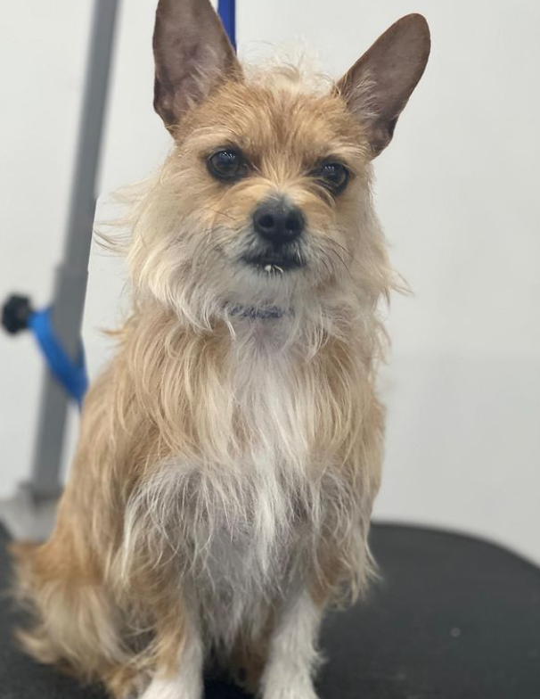 theroyaldogsnyc's tweet image. Look at this cutie pie 🥹❤️❤️❤️❤️🐾🙈
Come to the royal dogs, and your dog will be traded Royally
#nyc #dogsofinstagram #dogsofnewyork #grooming #uppereastside