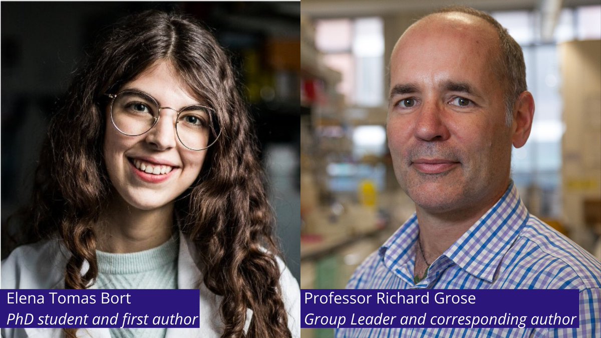 Barts Cancer Institute (Queen Mary) (@qmbci) on Twitter photo How can we stop pancreatic cancer spreading? New work from <a href="/TheGroseLab/">Grose Lab</a> at BCI <a href="/QMUL/">Queen Mary University of London</a>, Prof Peter McCormick <a href="/QMULWHRI/">William Harvey Research Institute</a>, and <a href="/UCL/">UCL</a>, has revealed complex molecular interactions that could help answer this question.
📄 View the paper: doi.org/10.7554/eLife.…
👇 Or read below… (1/6) How can we stop pancreatic cancer spreading? New work from <a href="/TheGroseLab/">Grose Lab</a> at BCI <a href="/QMUL/">Queen Mary University of London</a>, Prof Peter McCormick <a href="/QMULWHRI/">William Harvey Research Institute</a>, and <a href="/UCL/">UCL</a>, has revealed complex molecular interactions that could help answer this question.
📄 View the paper: doi.org/10.7554/eLife.…
👇 Or read below… (1/6)