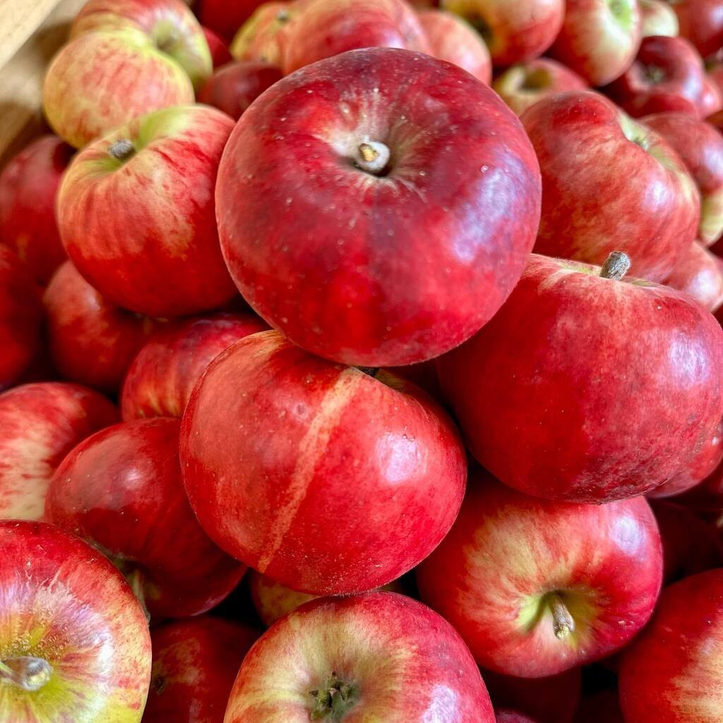 matthew_tack's tweet photo. 🍎 We’re into our main season crops now! After a busy fortnight picking Galas (early for storage), we managed to squeeze in some lovely varieties at the end of the week:

Geeveston Fanny - Our local apple that was exported to the world! With a history… https://t.co/GXolplkSXV https://t.co/hS8CcJ6ocg