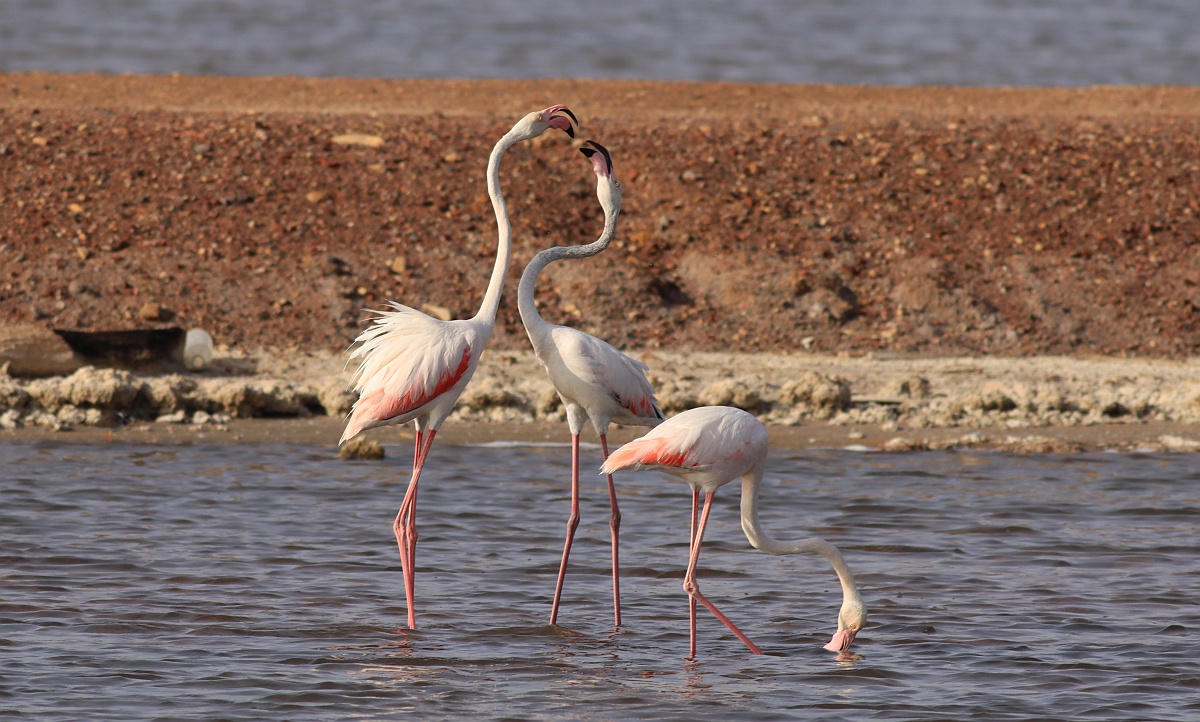 unep_aewa's tweet photo. 📢The global bird🦩 race is on! Champions of the Flyway #COTF23 is underway in Israel!
Funds raised will support the work of the AEWA int. action plan for the Red-breasted Goose in Kazakhstan!
Learn more here➡️ https://t.co/incsgEFtRc
#GiveGeeseAChance #GoChampions #GoGoGeese https://t.co/OdzR60y8lM