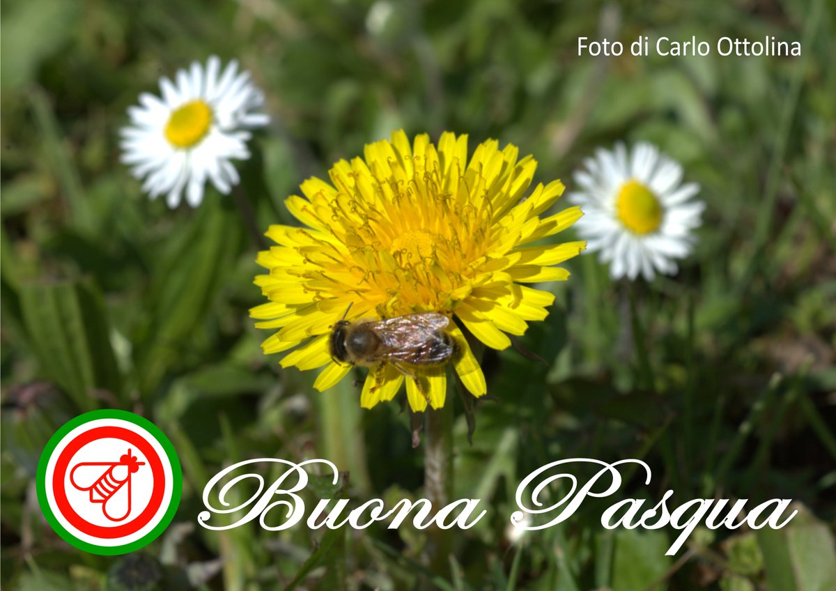 ottolinamiele's tweet photo. Sinceri auguri per una serena Pasqua, da tutto il nostro staff!
Famiglia Ottolina
#pasqua #apicolturaottolina #caramelleottolina #idromeleottolina https://t.co/5TB6xH2eng