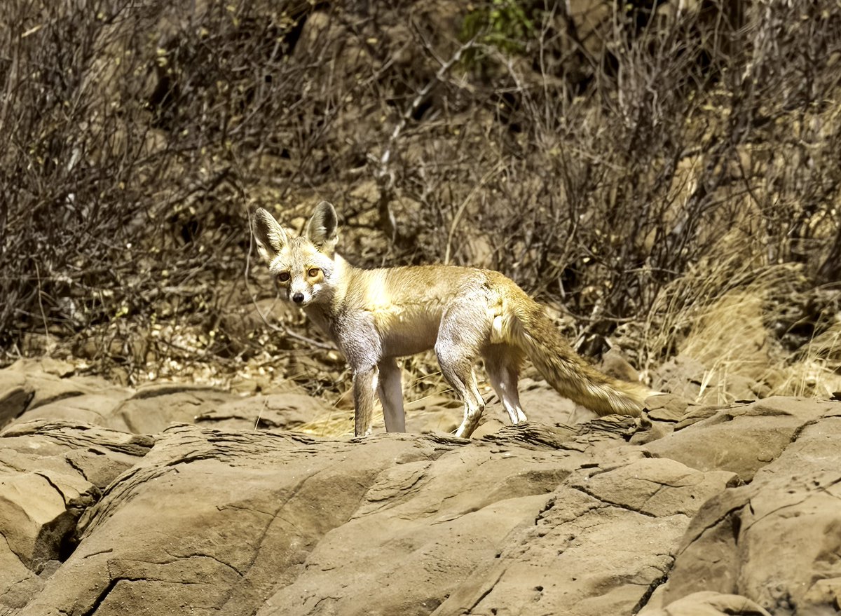 shobhakgoa's tweet photo. The Desert Fox in its habitat. GRK.
#notbirds 

@IndiAves #IndiAves @Avibase  @WildlifeMag
#BBCWildlifePOTD
#NaturePhotography #Nature
#BirdsOfTwitter  #photography #ThePhotoHour @NatGeo @NatGeoIndia https://t.co/wEhmxsTDcE