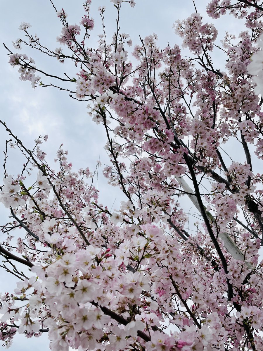 no humans cherry blossoms tree scenery sky outdoors day  illustration images