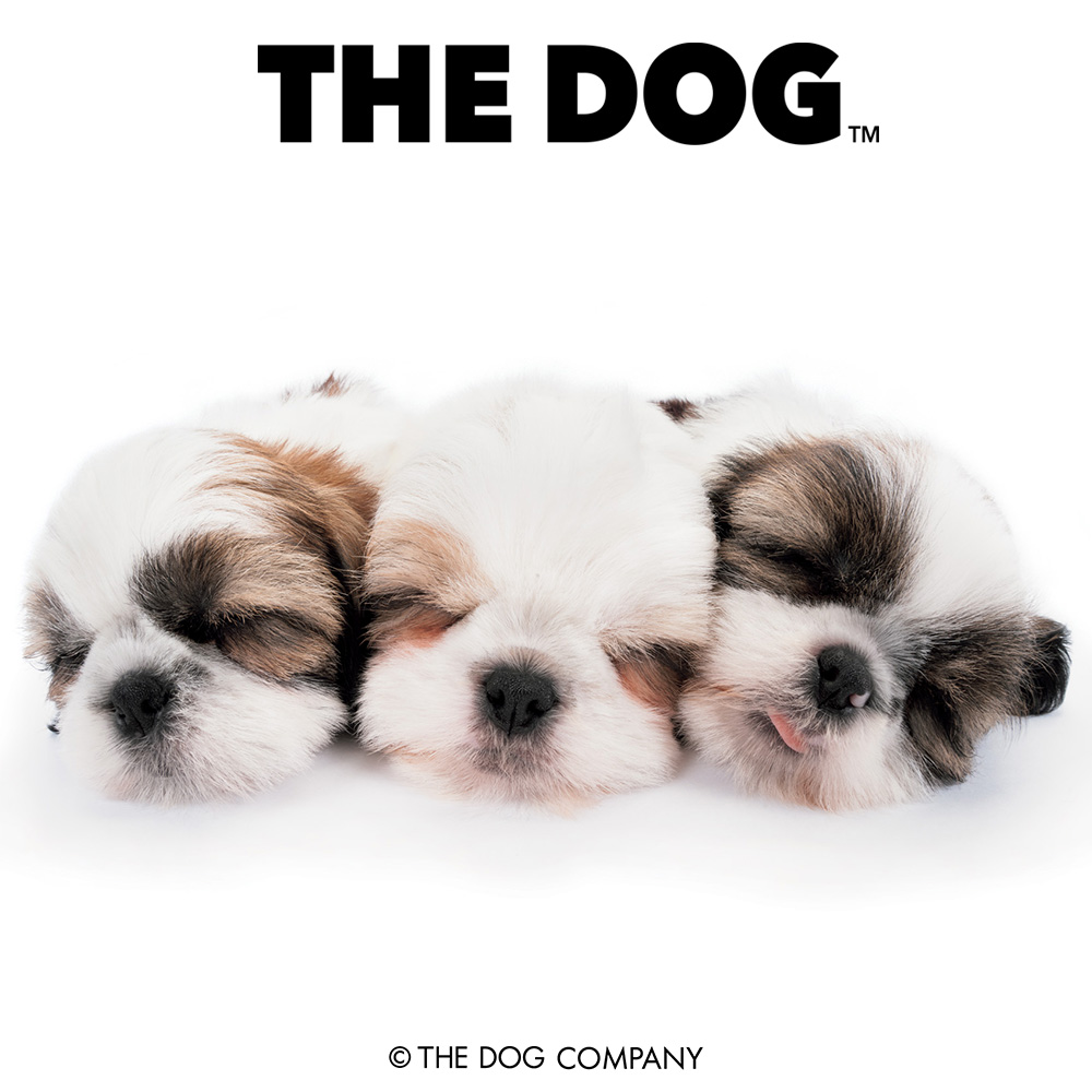 Don't we just look like a bunch of fluffy marshmallows??

#shihtzu #shihtzusofinstagram #shihtzulove #shihtzugram #shihtzulovers #shihtzusofig #dog #dogstagram #dogsofinstagram #puppy #pet #instadog #doglover #thedog #thedogandfriends