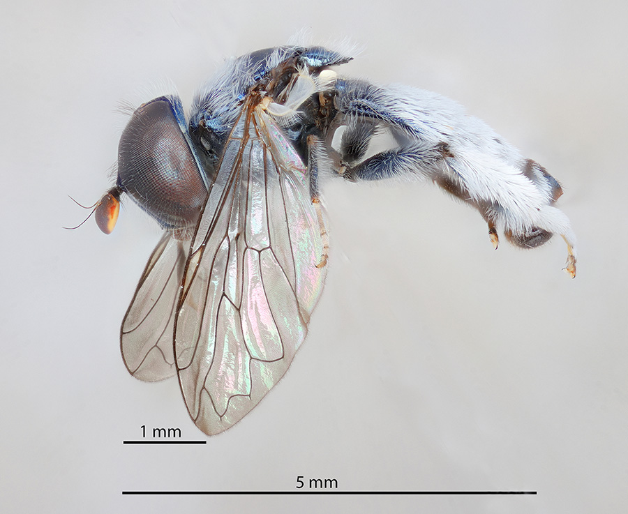 icipe's tweet photo. This week, we feature a #fly of the genus #Eumerus, a member of the family #Syrphidae (flower or hover flies). Syrphidae are considered the most important pollinators, after the bees, and are allies of farmers. Read more: https://t.co/DesFXsPQu7
#Insectoftheweek #insects https://t.co/VlSCNipKw4