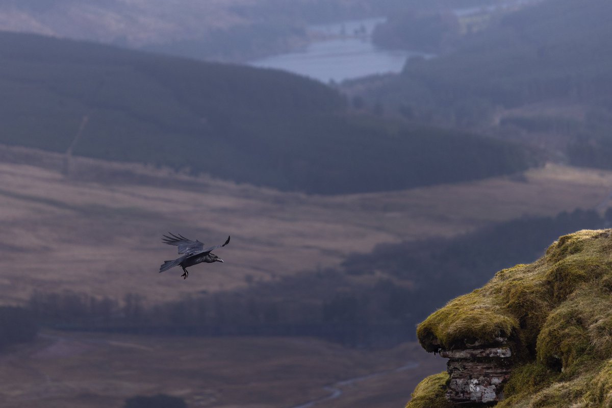 Posting this shot I got Saturday for #fsprintmonday #WexMondays #appicoftheweek #ThePhotoHour this week, climbing Pen-Y-Fan in #SouthWales 
#itsyourwales #WelshPassion #amateurphotographer #naturephotography #landscapephotography #BirdsOfTwitter #raven #mountain