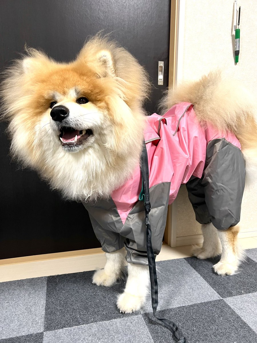 土日は雨だったのでカッパを着せて
お散歩に行きました。 