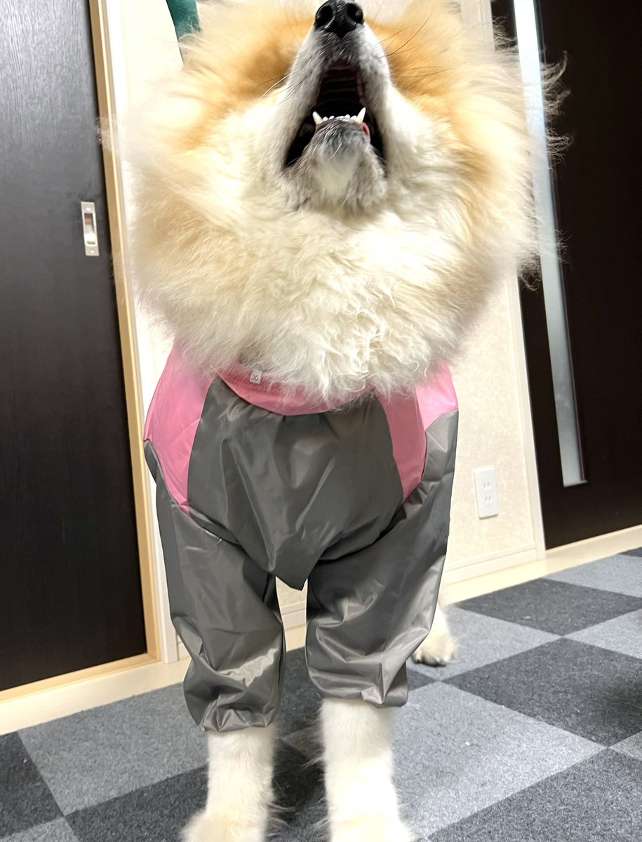 土日は雨だったのでカッパを着せて
お散歩に行きました。 