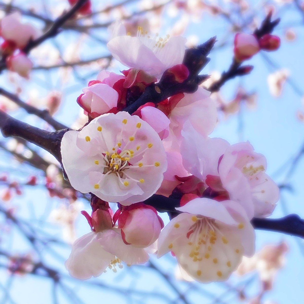 🌸桜咲くこの季節🌸
＃桜　＃海老名　＃水道路
