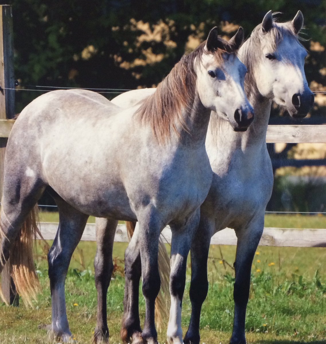 shetlandbook's tweet photo. The #ConnemaraPony is not often seen in 🇩🇰 anymore. Crossbreeds are in fashion. A very young Ciarah and the beautiful Emilie. Two different bloodlines, two wonderful ponies. #NativePonies https://t.co/CtKB9mPJGp