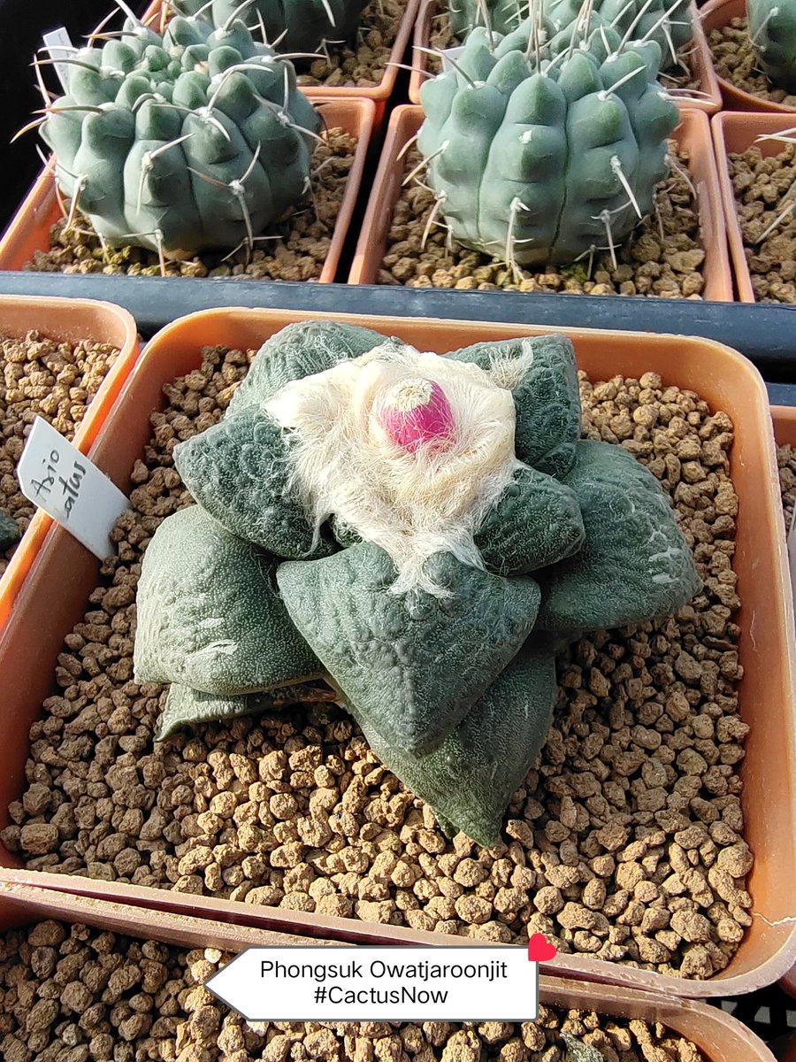 manow224's tweet photo. แข่งกันผุด 🤩🥳😍😎
#Ariocarpus #Lophophora #CactusNow https://t.co/nbIsHLuvy6