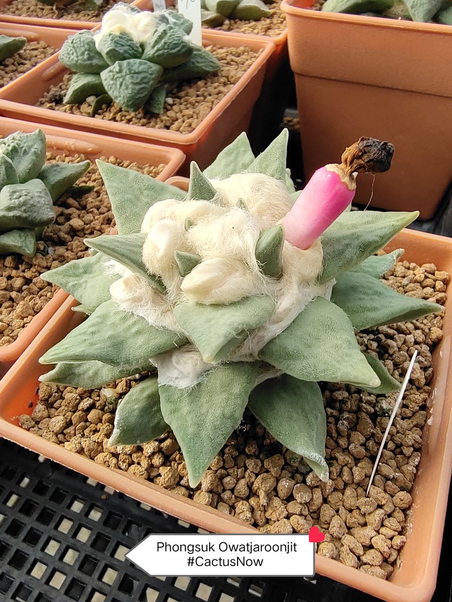 manow224's tweet photo. แข่งกันผุด 🤩🥳😍😎
#Ariocarpus #Lophophora #CactusNow https://t.co/nbIsHLuvy6