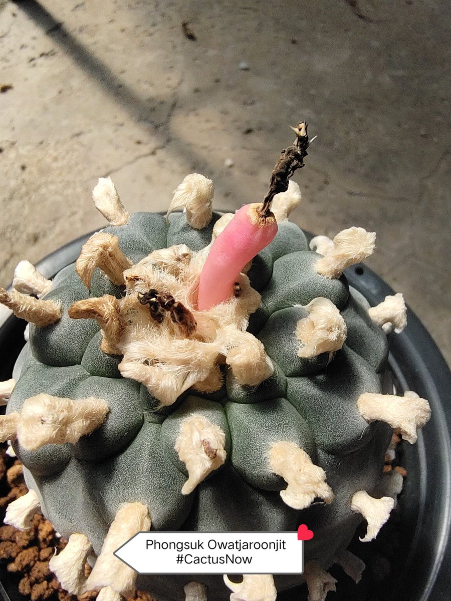 manow224's tweet photo. แข่งกันผุด 🤩🥳😍😎
#Ariocarpus #Lophophora #CactusNow https://t.co/nbIsHLuvy6