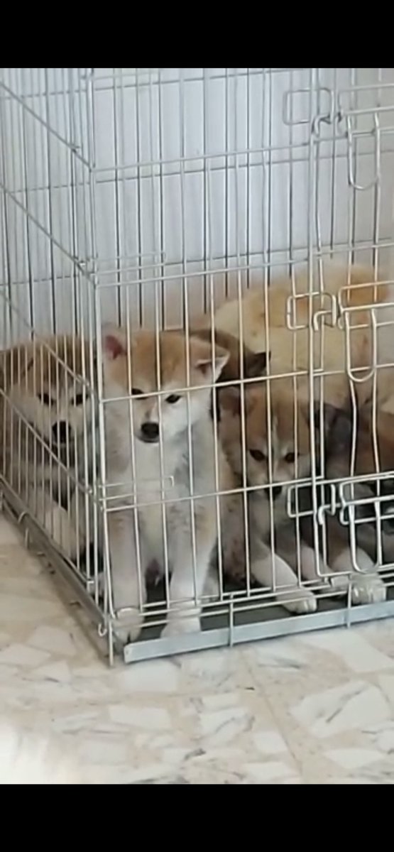 mon3ll484's tweet photo. Disponibili cuccioli di Akita Inu.
Per info in privato https://t.co/QhzAgGxNKp