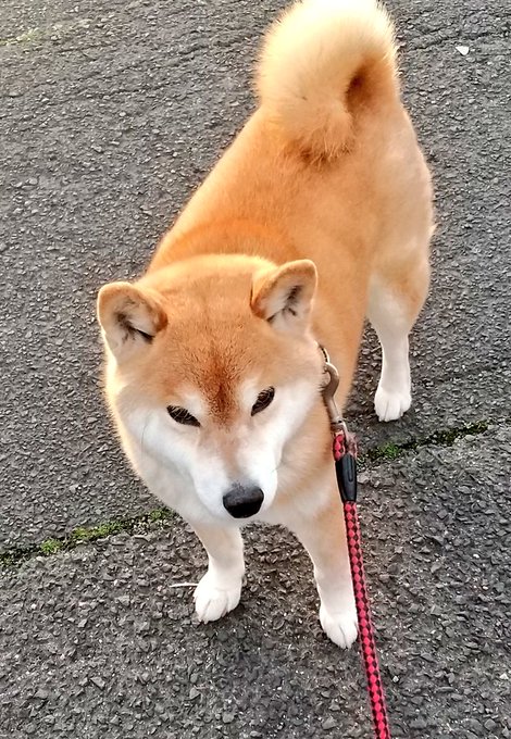 夕方散歩。
ご近所のサクラとハナ🌸🐶 