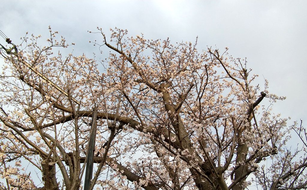 夕方散歩。
ご近所のサクラとハナ🌸🐶 