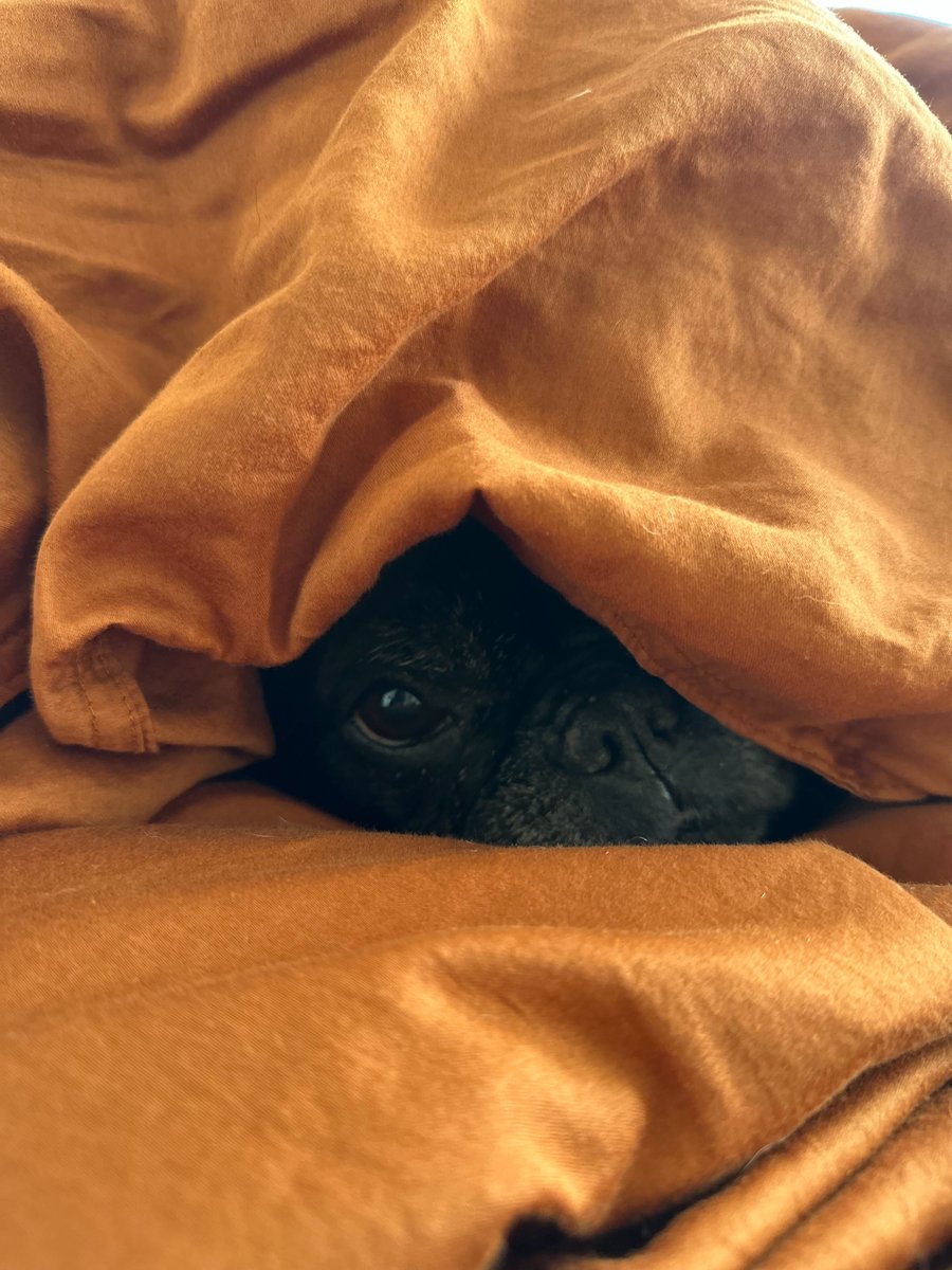 LifeAtGuerrilla's tweet photo. Luna Popina gets it - it's Monday and you could do with just 5 more minutes... #PetsofGuerrilla https://t.co/79QxoLwJ9P