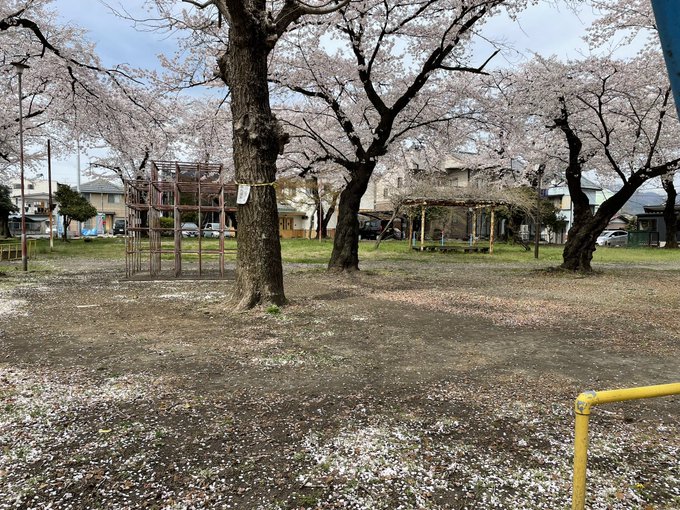 惡の華のあの公園行ってきたけど思いのほか花見スポットだったええタイミングで来れてえかった〜 